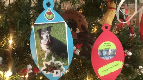ornaments on tree
