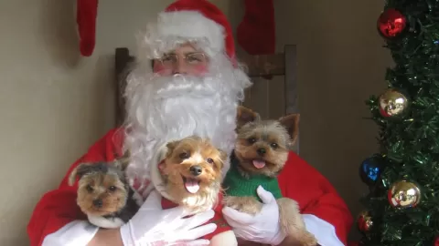 santa with dogs