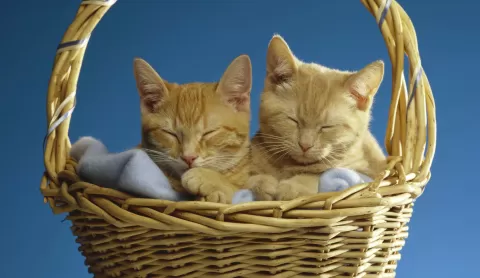 2 kittens in a basket