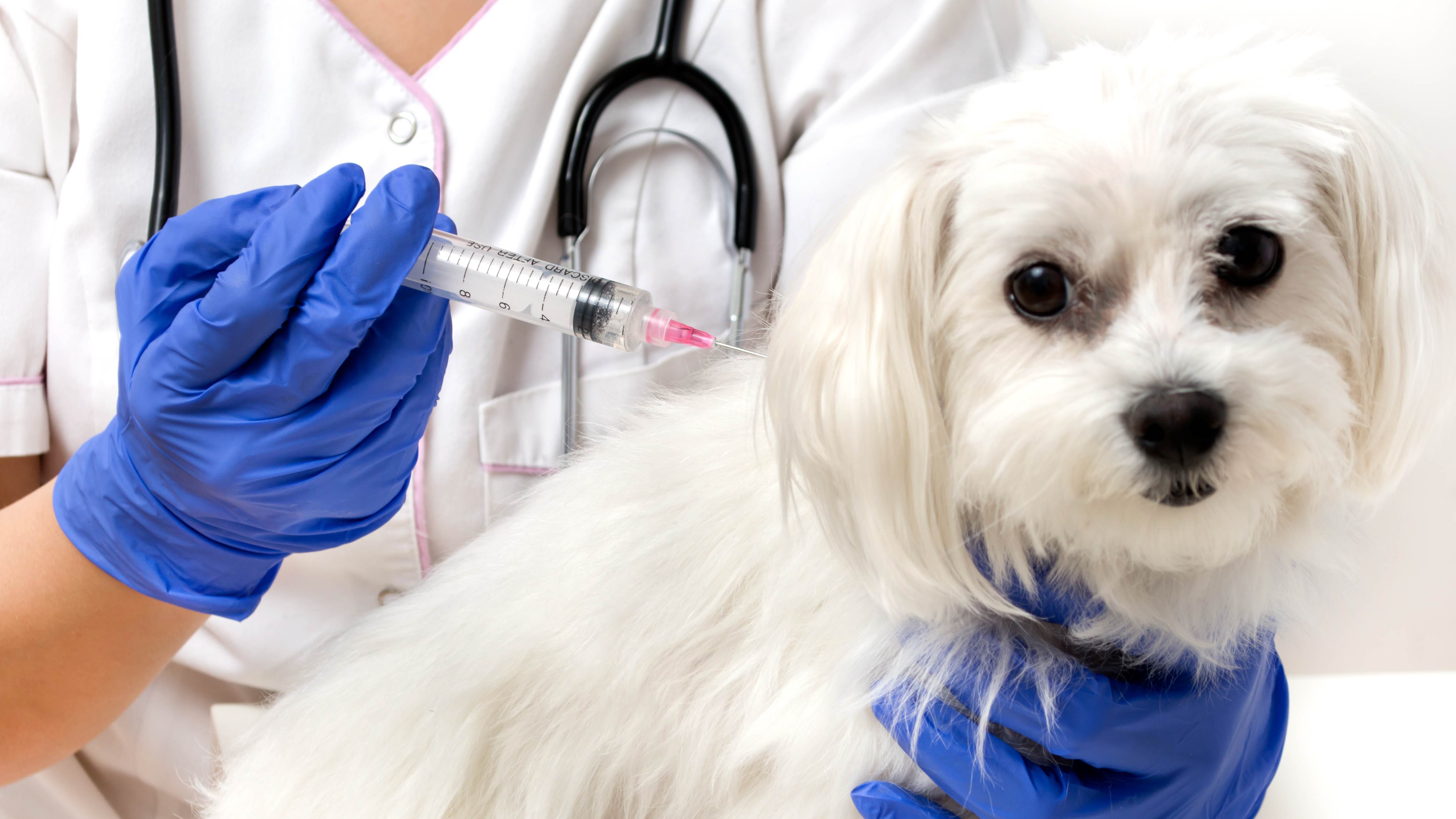 Сколько раз делают прививку собаке
