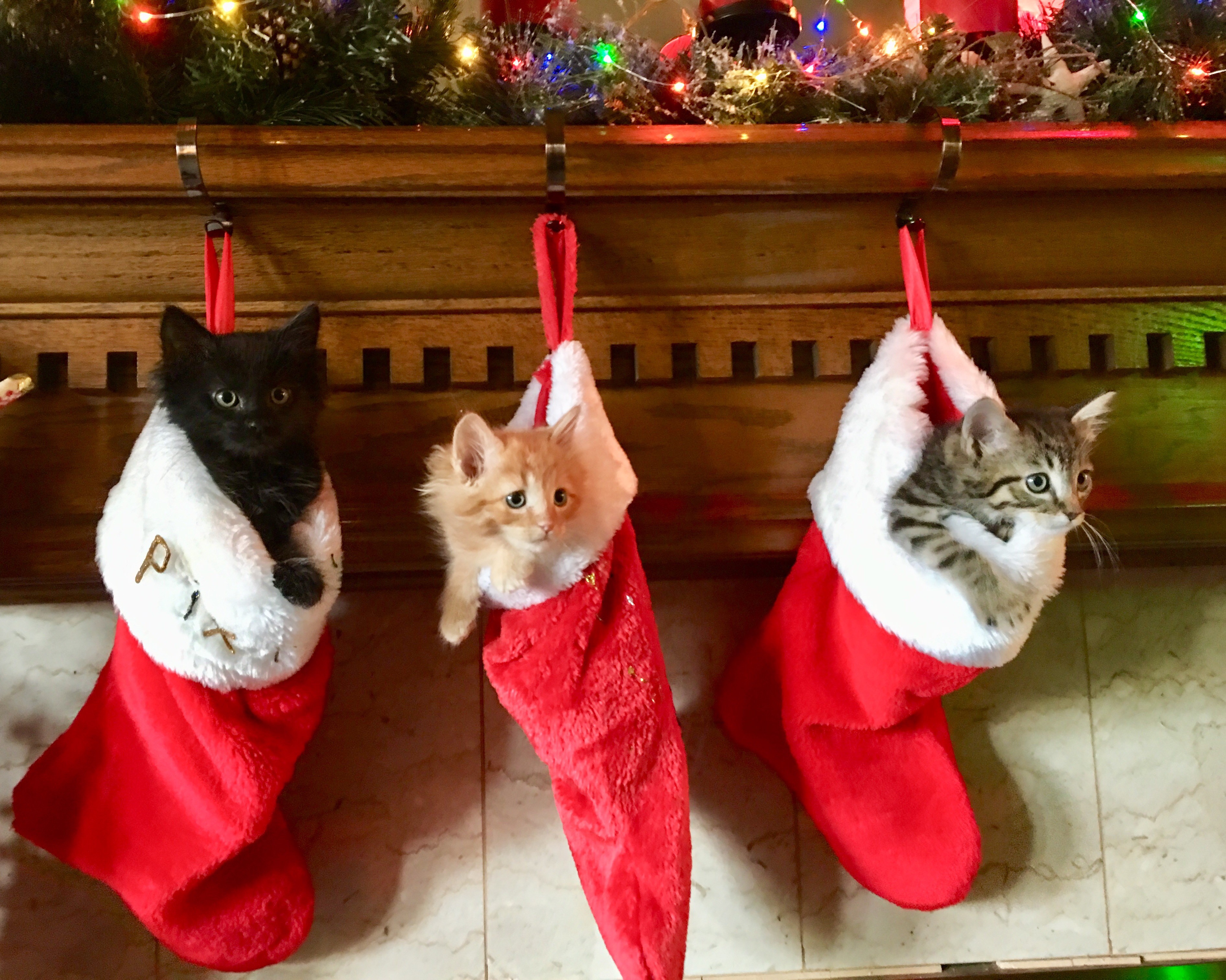 kittens in stockings