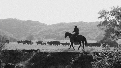 black and white photo of man on a horse in a field