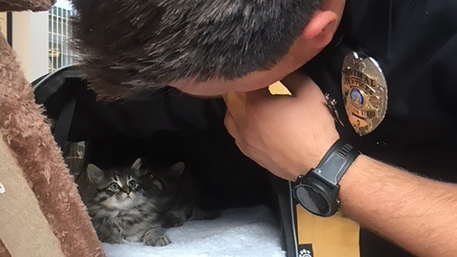 kitten with animal services officer