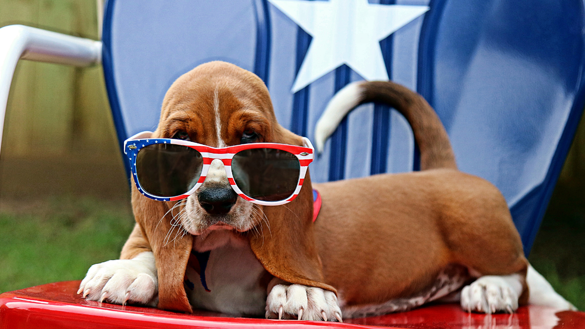dog with july 4 sunglasses on
