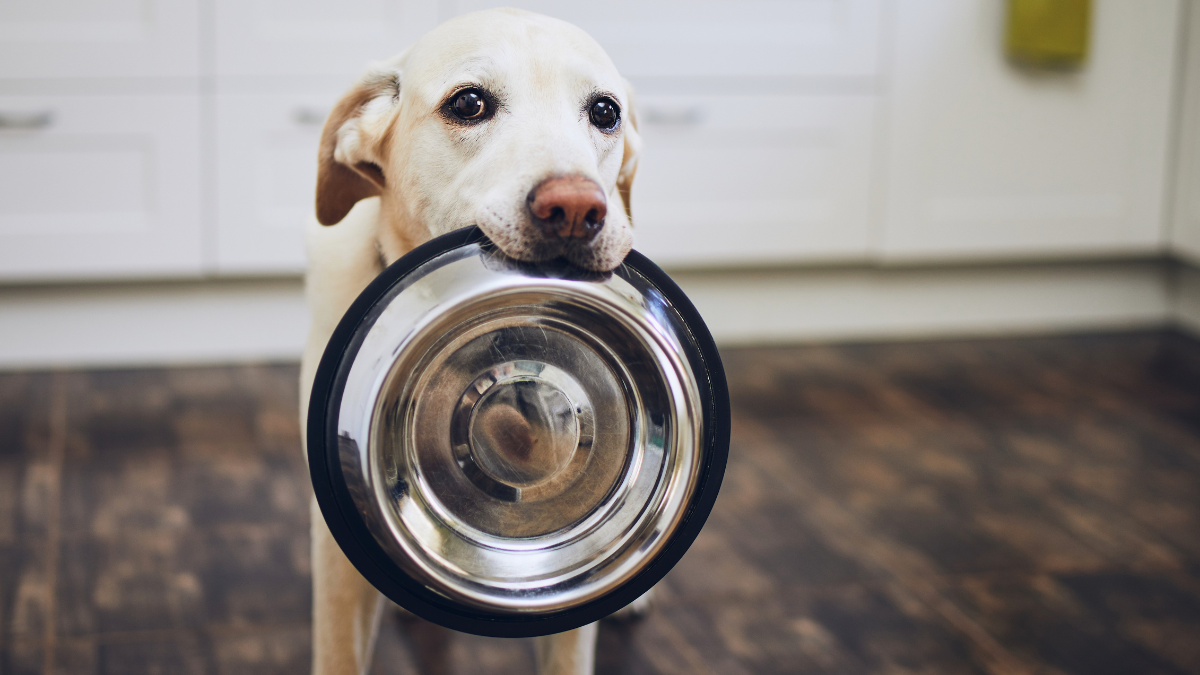 dog with dog bowl in mouth