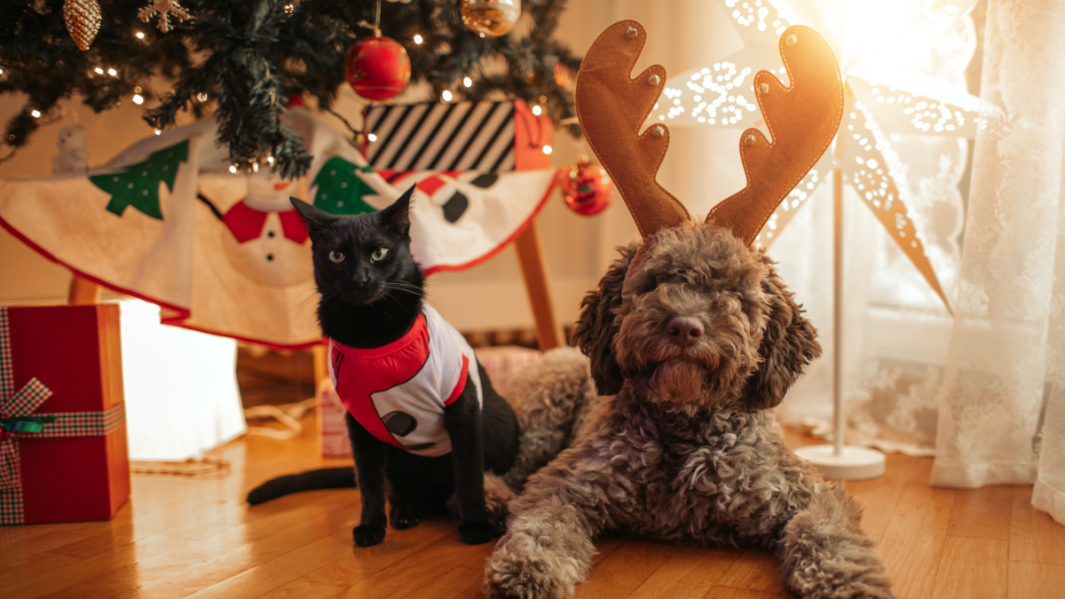 cat and dog in front of christmas tree