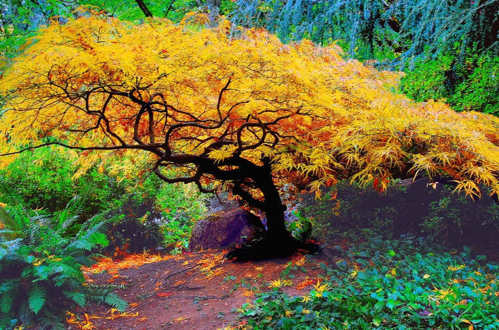 photo of tree with yellow leaves