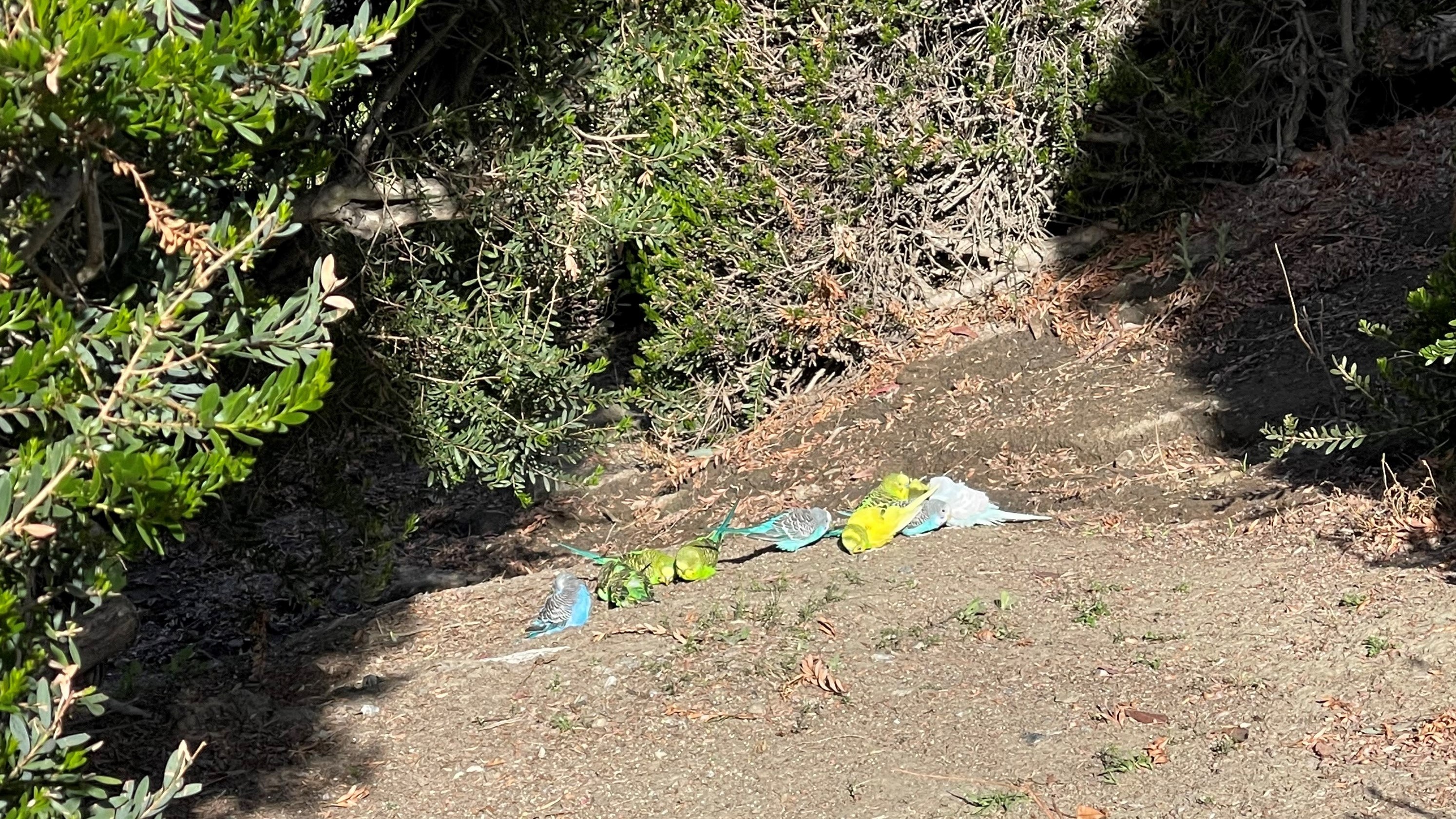 parakeets on ground