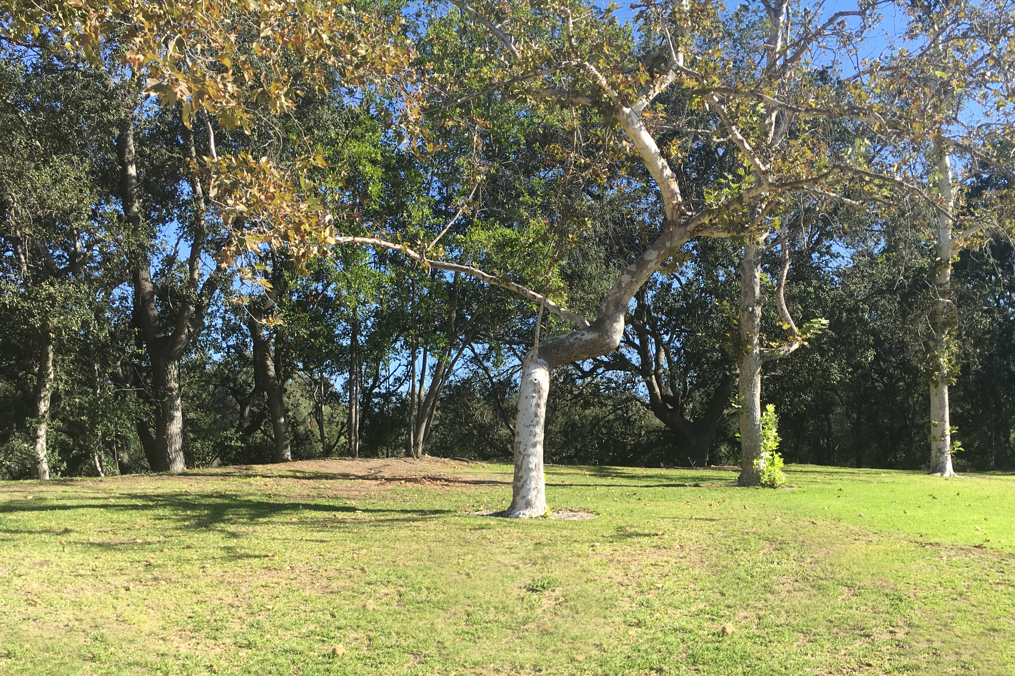 San Gabriel Open Space with Trees