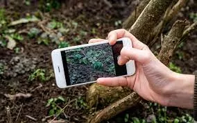 Person taking a picture of plants using their smartphone