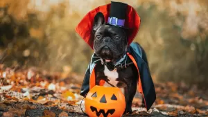 Black dog in vampire costume holding a pumpkin trick-or-treat bucket