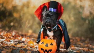 Black dog in vampire costume holding a pumpkin trick-or-treat bucket