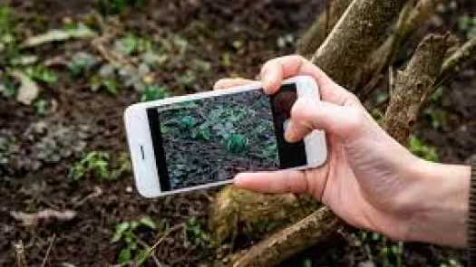 Person taking a photo of plants with a smartphone