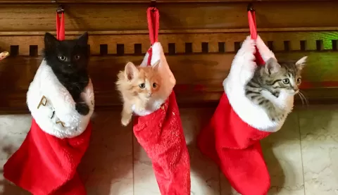kittens in christmas stockings