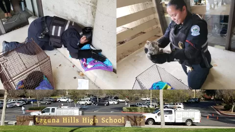 animal services officer helping kittens