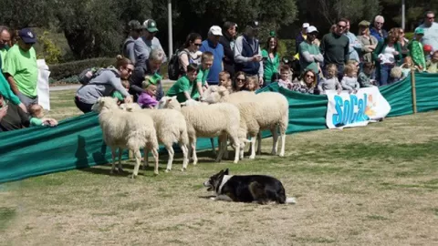 sheep at festival