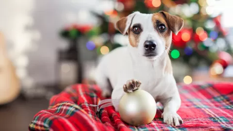 dog with ornament