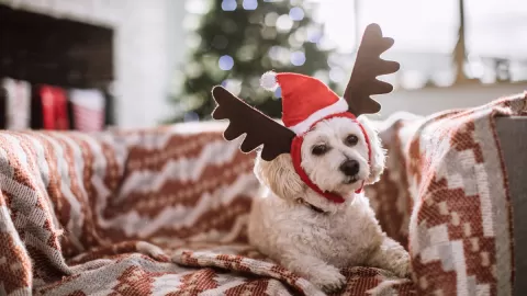 dog with reindeer ears on head