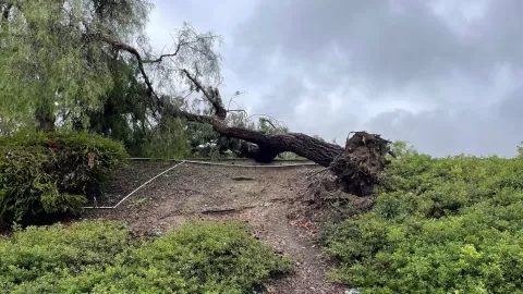tree uprooted