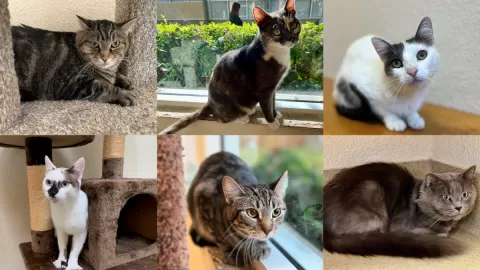 ADOPT  Mission Meow Cats