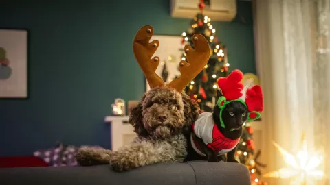 dog and cat in front of Christmas tree