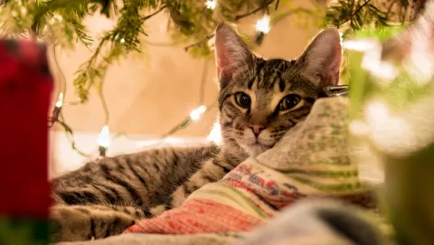 cat under christmas tree
