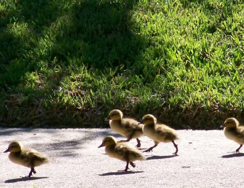baby duckings