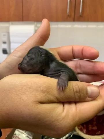 Baby skunk