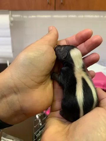 Baby skunk 2