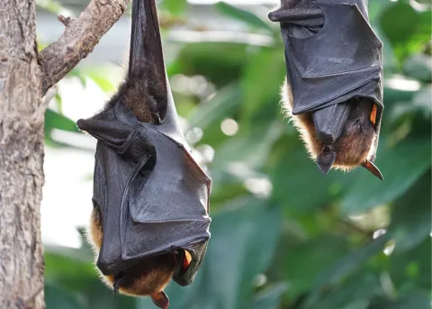 Bats Hanging