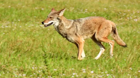 coyote in grass field