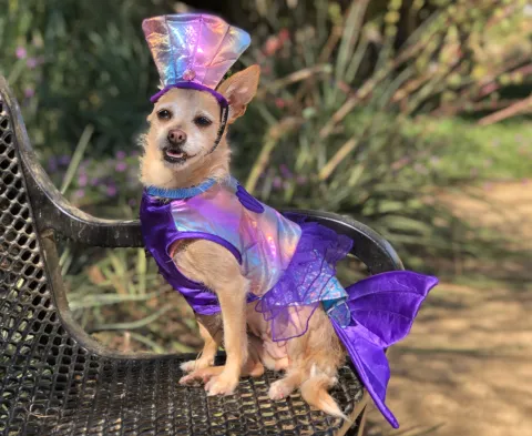 dog in mermaid costume