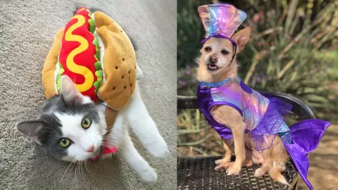 pet-costumes