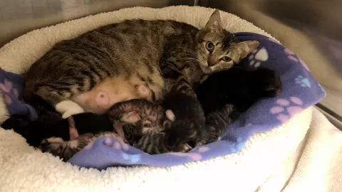 mama and kittens
