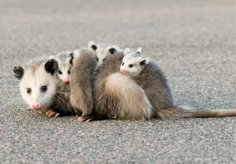 mama opossum