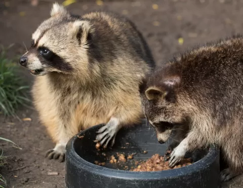 Raccoon eating pet food