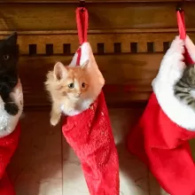 kittens in christmas stockings