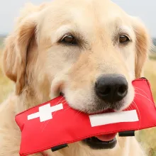 golden retriever with first aid kit in mouth