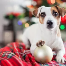 dog with ornament