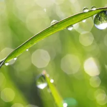 water droplet on grass