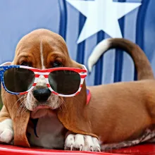 dog with july 4 sunglasses on