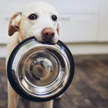 dog with dog bowl in mouth