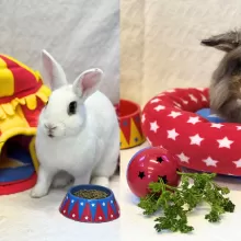 bunnies with circus-themed toys