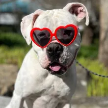 neo in heart sunglasses