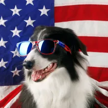 dog with american flag