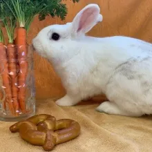 Hoptober fest bunny adoption