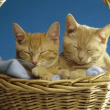 2 kittens in a basket