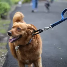 Dog on walk