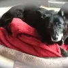 dog sitting on blanket