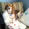 dog sitting on a chair with pillows